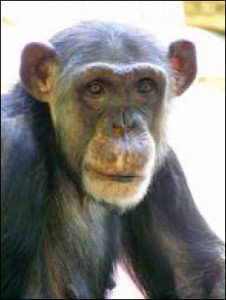 Knoxville Zoo - Jackie the Chimp