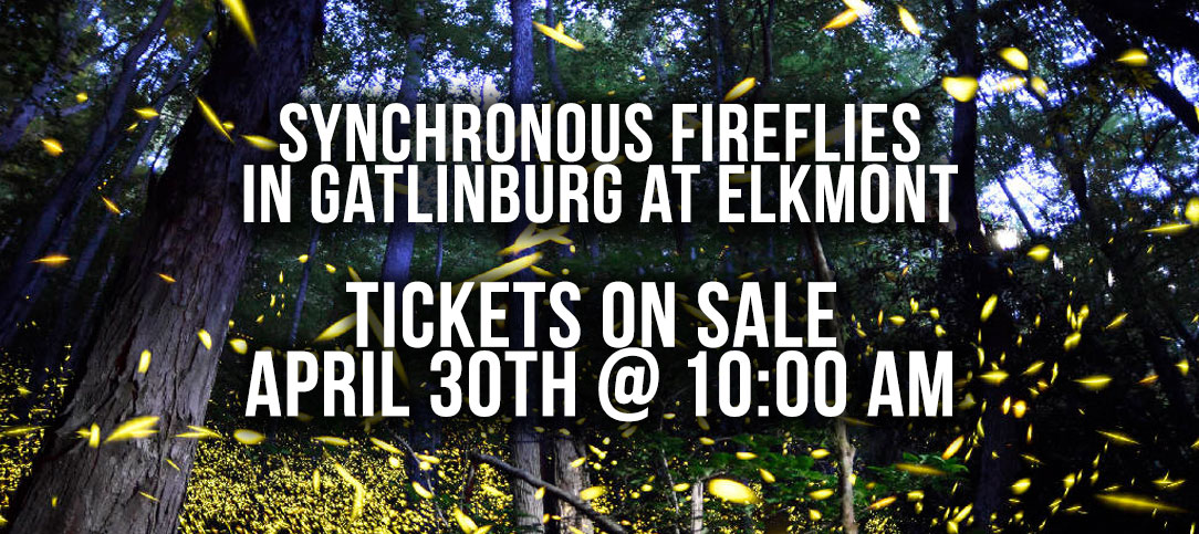 Synchronous Fireflies @ Elkmont – Tickets on sale April 30th @ 10:00 AM