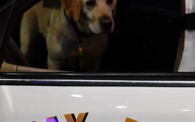 Alcatraz East Crime Museum Hosting Tail-Wagging Meet and Greet with K9s