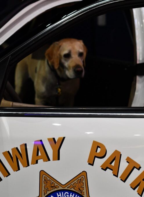 Alcatraz East Crime Museum Hosting Tail-Wagging Meet and Greet with K9s